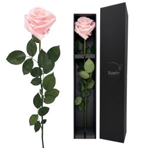 Single Rose - Color Baby Pink