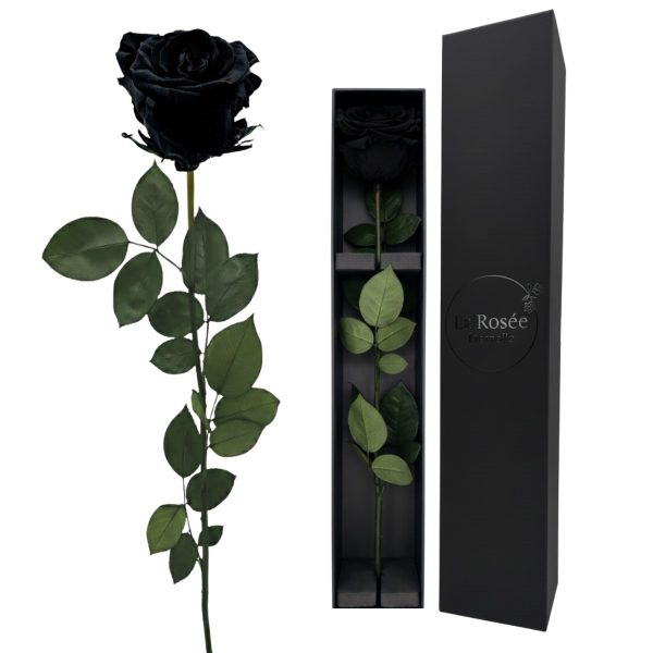 Single Rose - Color Black