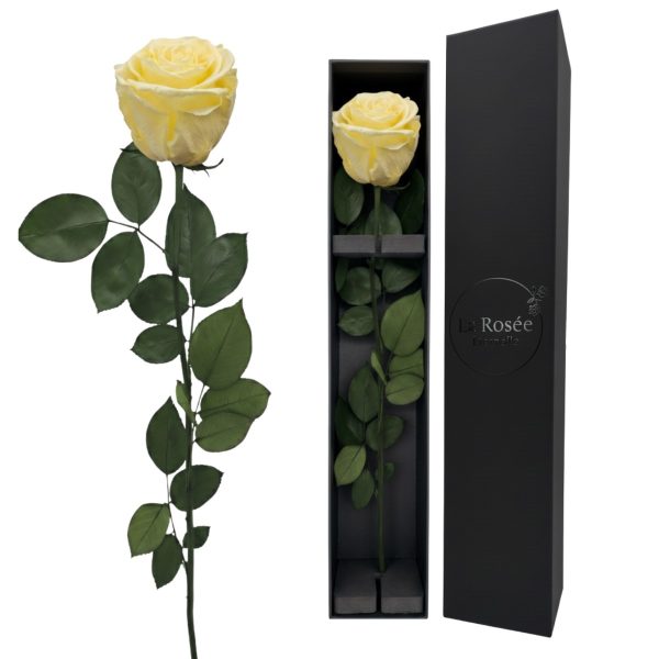 Single Rose - Color Crema