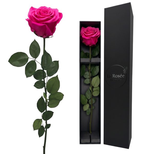 Single Rose - Color Hot Pink