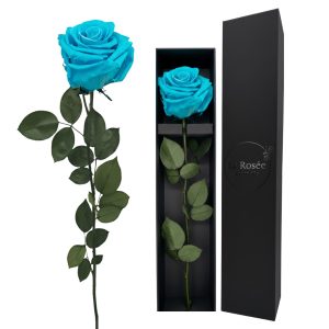 Single Rose - Miami Blue