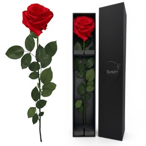 Single Rose - Color Red One