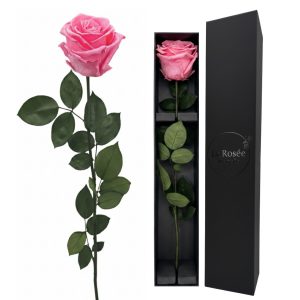 Single Rose - Color Romantic Pink