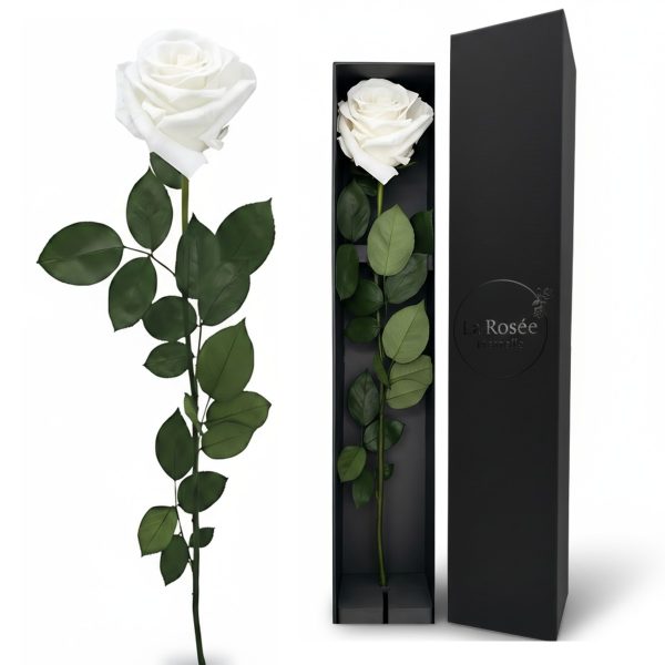 Single Rose - Color White Angel